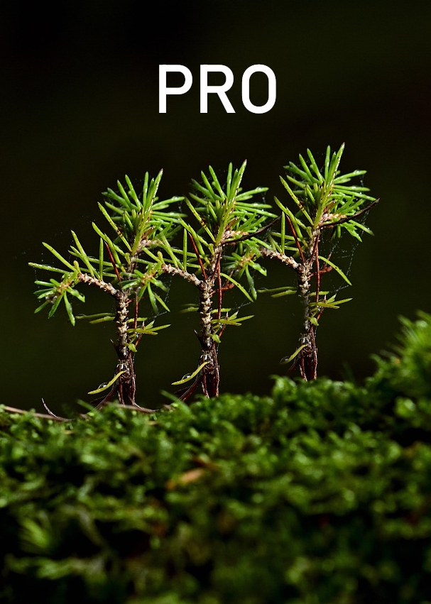 Koti tree 5803607 pro3