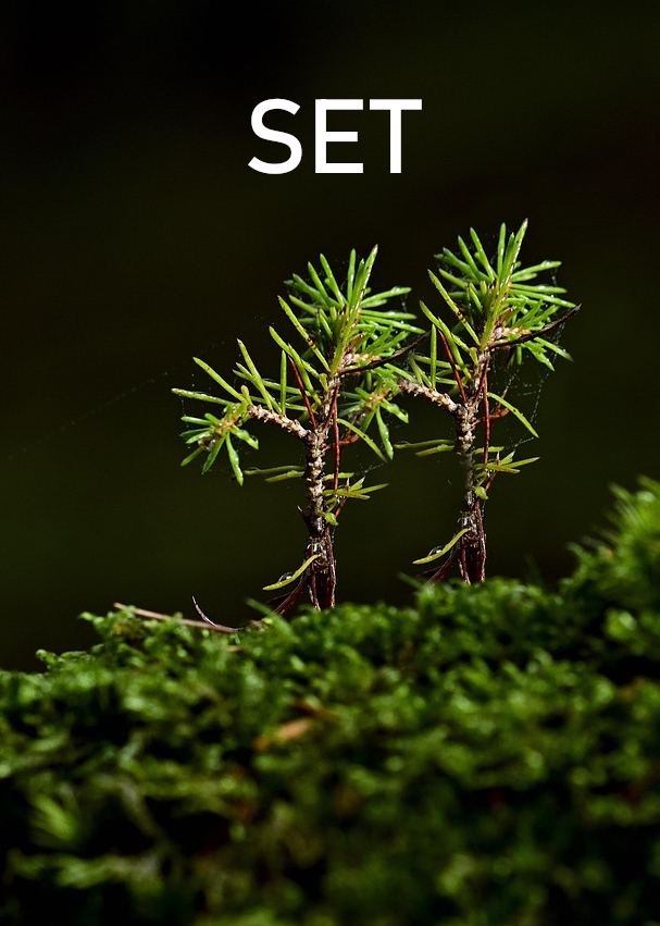 Koti tree 5803607 set2
